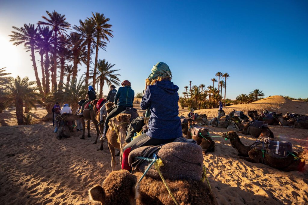 Camel riders among palm trees in the desert at sunset